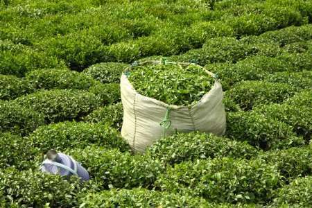 از باغ تا بازار؛ جهش تولید چای در گیلان و مازندران به روایت آمار