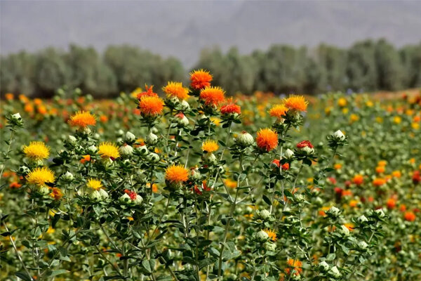 بستان‌آباد پیشتاز کشت گلرنگ در آذربایجان شرقی؛ روز مزرعه دانه‌های روغنی برگزار شد