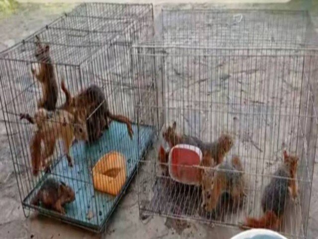 نجات ۱۳ بچه سنجاب ایرانی از قاچاقچیان؛ بازگشت به زیستگاه‌های طبیعی سروآباد
