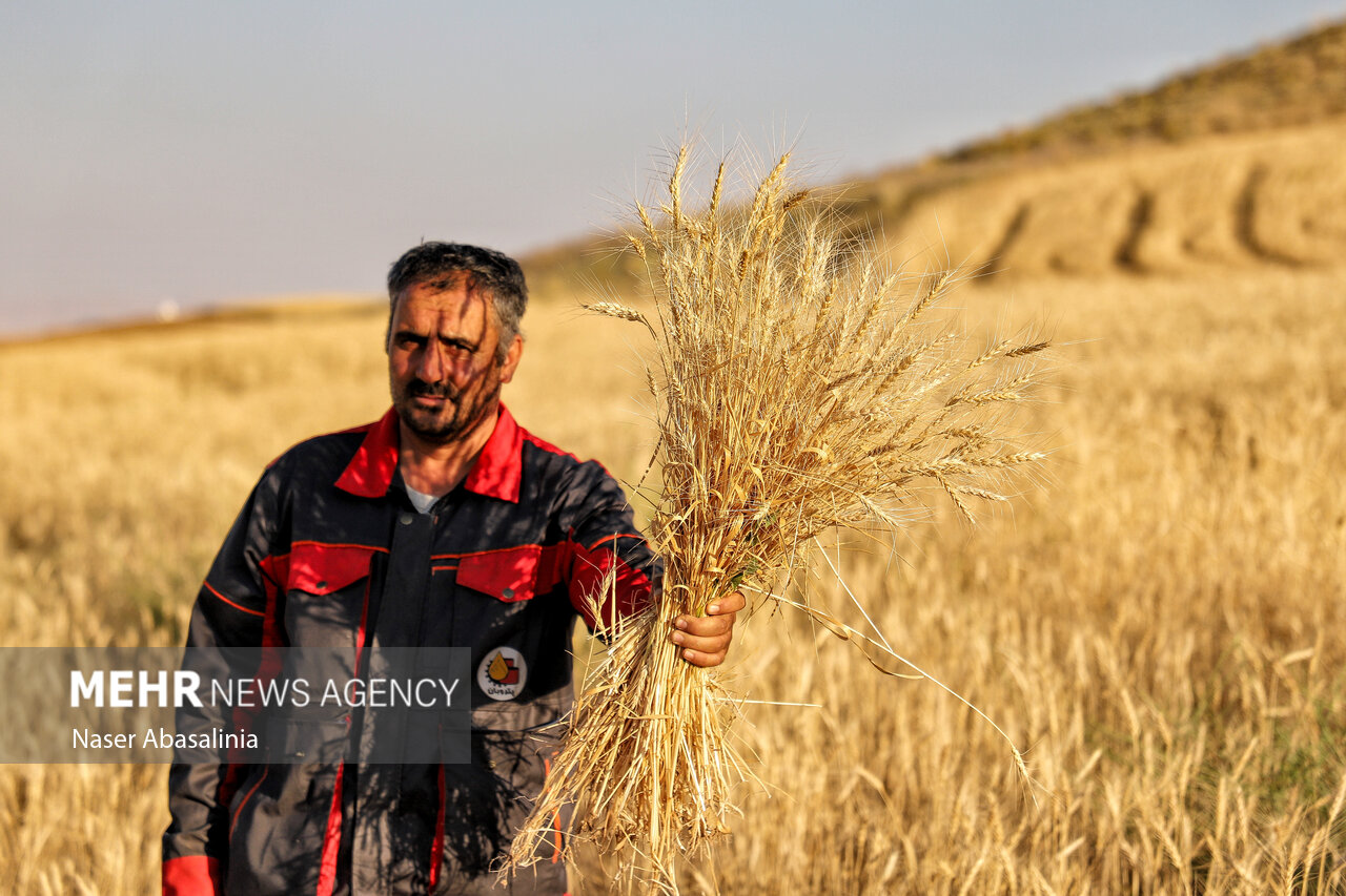 خرید تضمینی گندم؛ پرداخت‌ها از ۱۱۰ همت گذشت