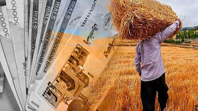 وزیر جهاد کشاورزی: ۵۰ هزار میلیارد تومان برای تسویه مطالبات گندمکاران تخصیص یافت