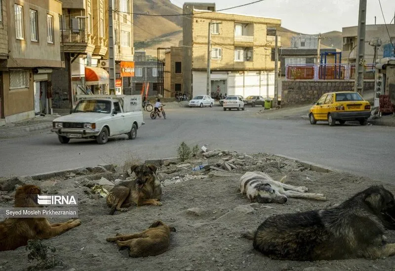 دومین حادثه هولناک در سنندج؛ سگ‌های ولگرد دو کودک دیگر را به کام جراحی کشاندند