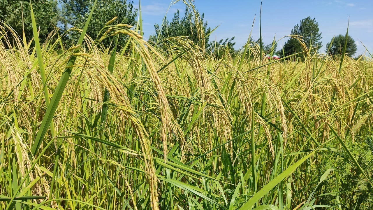 رشد ۱۰ درصدی تولید برنج در گیلان؛ مکانیزاسیون و سال آبی مناسب نویدبخش شد