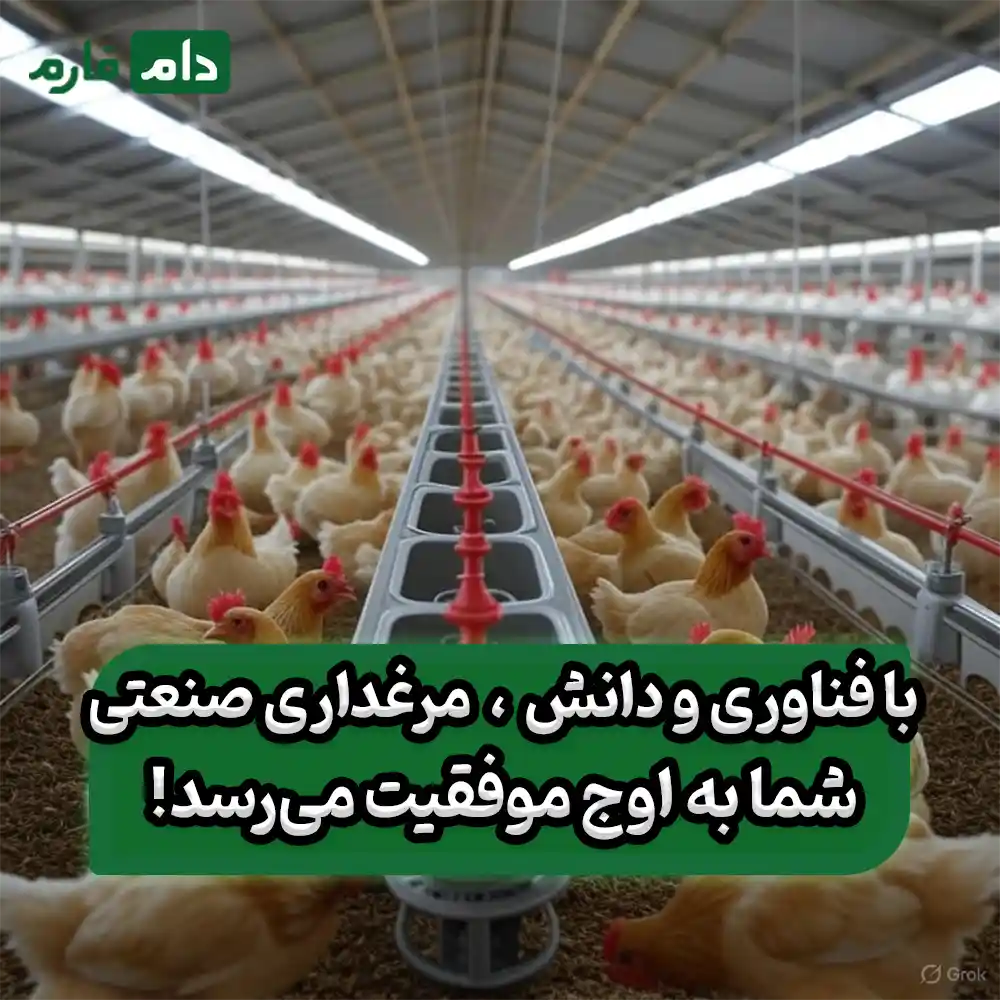مازاد تولید، کمبود تعادل؛ زنجیره ارزش گوشت مرغ ایران در گذار از خودکفایی به کارآیی بازار