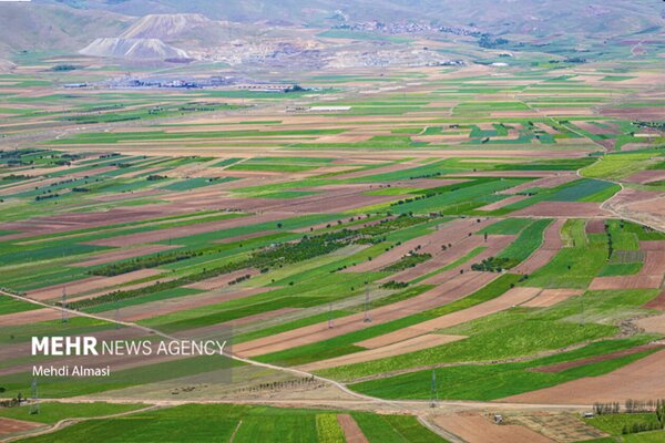 تغییر الگوی کشت در فریدن؛ موسیر جایگزین محصولات پرآب‌بر می‌شود