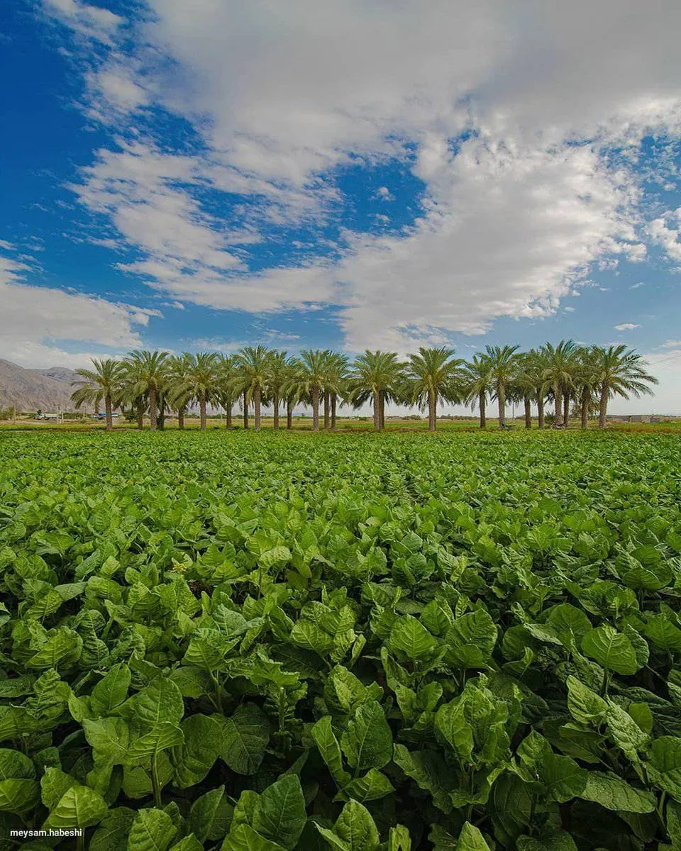 تصویری تماشایی از مزرعه تنباکو در تنگستان بوشهر