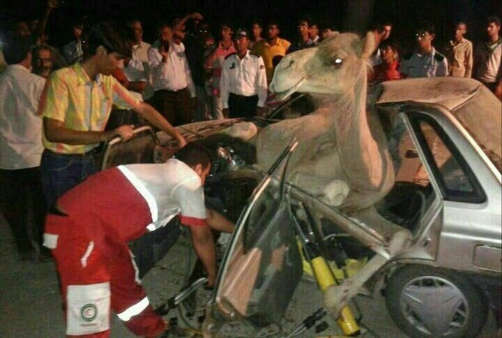 واژگونی پراید در محور جاسک-چابهار بر اثر برخورد با شتر؛ ۲ سرنشین مصدوم شدند