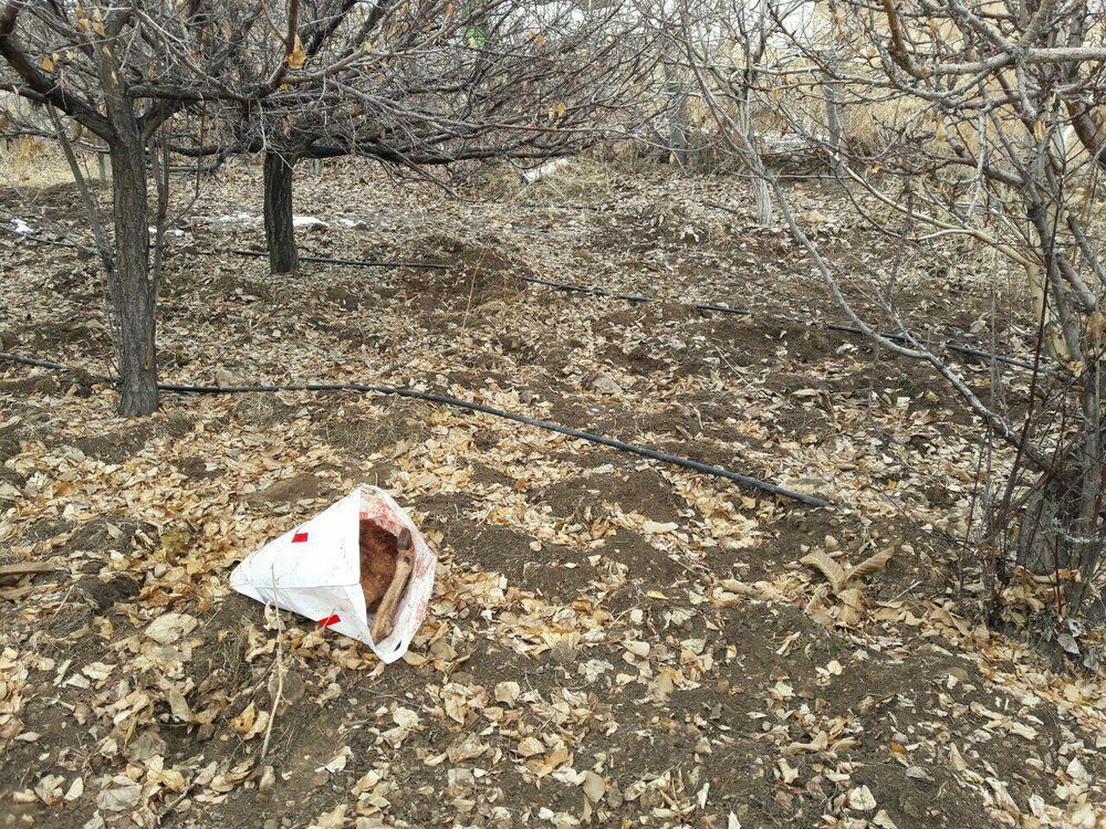 تخلف شکار در حاجی‌آباد؛ لاشه گراز وحشی از شکارچی غیرمجاز کشف شد