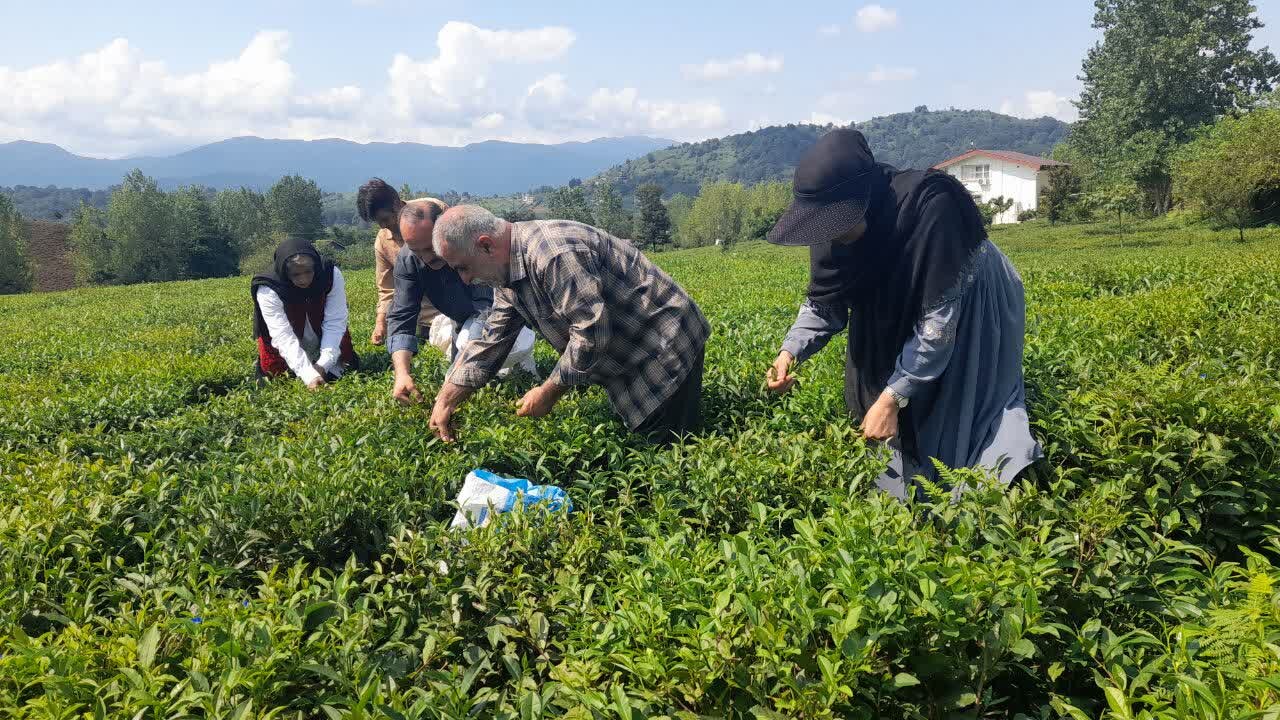 احیای باغات رها شده چای در لاهیجان با حمایت دولت؛ تولید ۱۶ هزار و ۵۰۰ تن برگ سبز