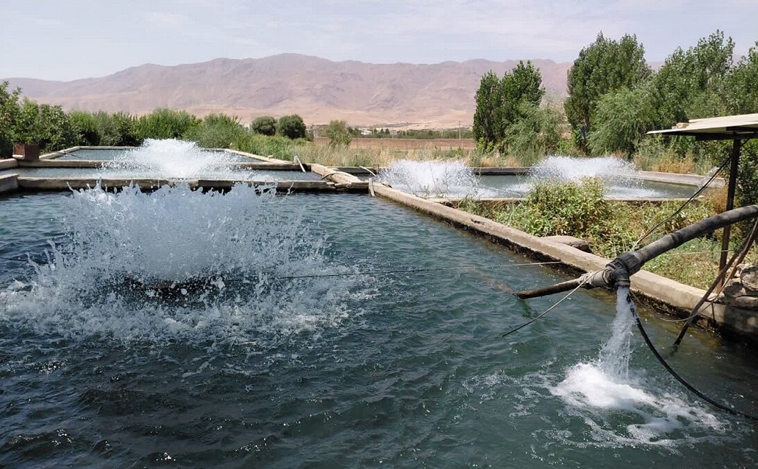 تشدید نظارت‌های فنی شیلات بروجرد بر مراکز دپو و نگهداری ماهی