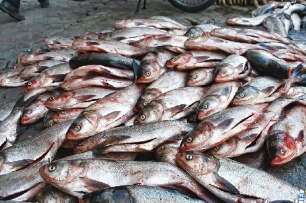 مرگ آبزیان در ارتفاعات شیراز؛ فعالان محیط زیست خواستار بررسی فوری شوری آب شدند