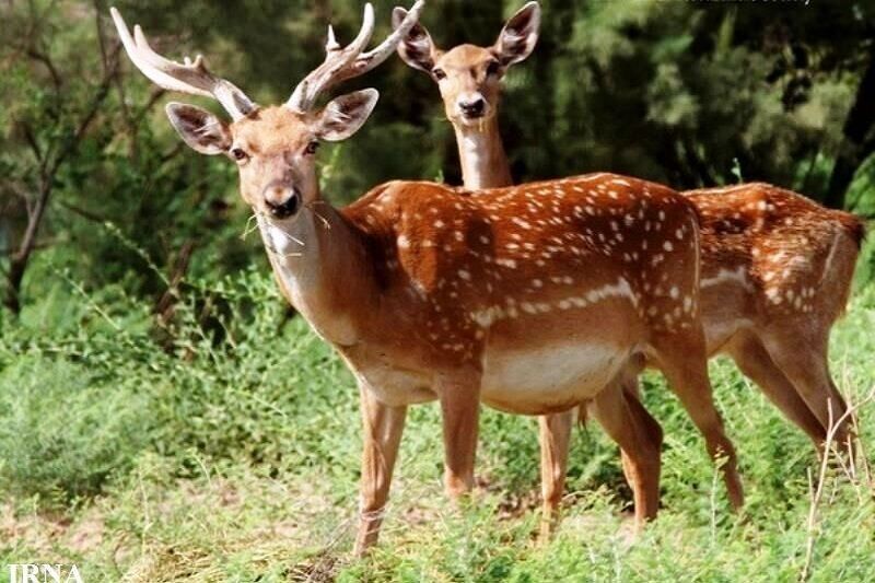 گام نهایی احیای گوزن زرد ایرانی در زاگرس؛ روشن‌کوه سرچهان آماده میزبانی می‌شود