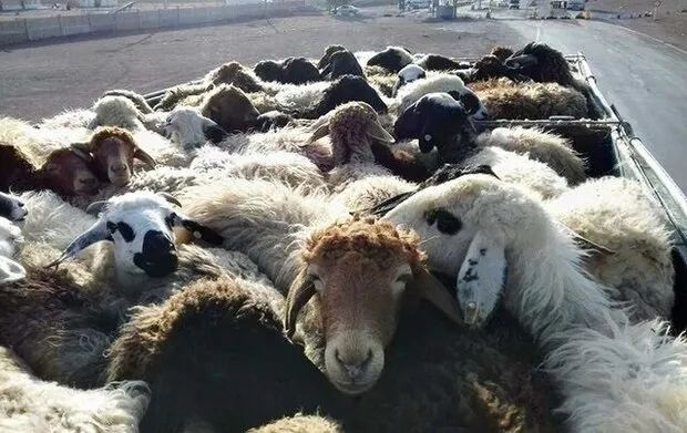 متلاشی شدن باند حرفه‌ای سرقت احشام در مازندران؛ ۴ متهم دستگیر شدند