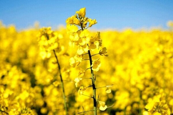 خراسان شمالی همچنان صدرنشین خرید تضمینی دانه روغنی کاملینا