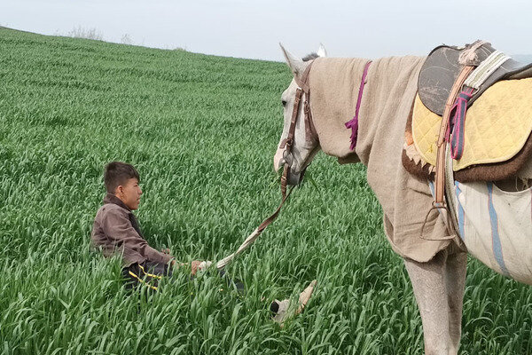 محمدرضا فرطوسی: قصه «باد بهشت» نوجوانی است که برای اسبش از خواب و خوراک می‌گذرد