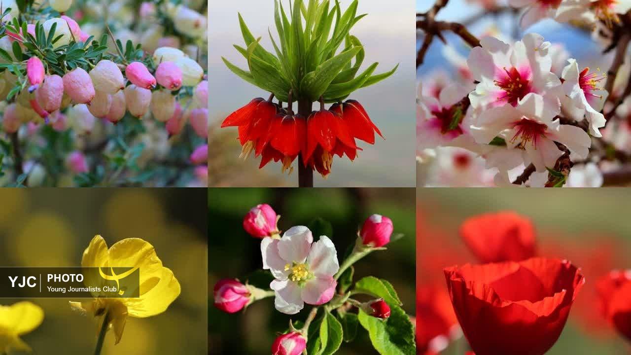 شکوفه‌های بهاری و دشت‌های پرگل بام ایران در قاب دوربین یک هنرمند