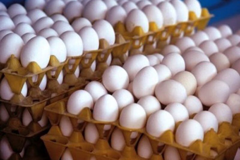 پایداری عرضه تخم‌مرغ با تولید روزانه ۳۲۰۰ تن؛ هر شانه بسته‌بندی ۵۵۳ هزار تومان