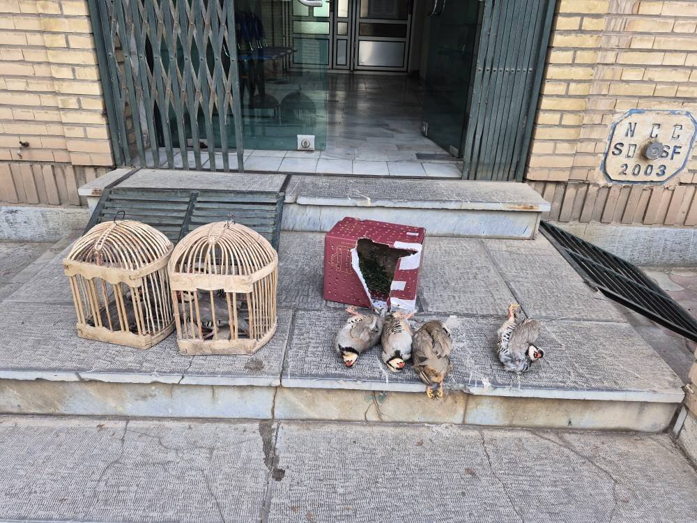 هشت کبک وحشی از متخلف زنده‌گیری پرندگان در سقز کشف شد