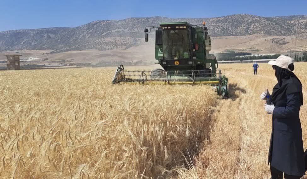 سرمازدگی بهاره و کم‌آبی برداشت گندم بیجار را یک‌سوم کاهش داد