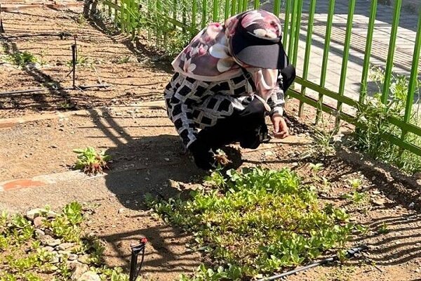 باغچه خانگی و زندگی در نزدیکی پارک، خطر دیابت نوع ۲ را کاهش می‌دهد