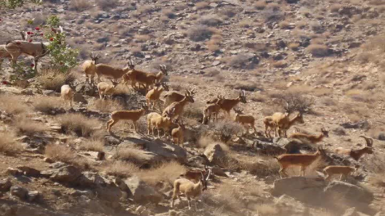 همزیستی خرس قهوه‌ای و کل و بز وحشی در زیستگاه صخره‌ای اشترانکوه ثبت شد