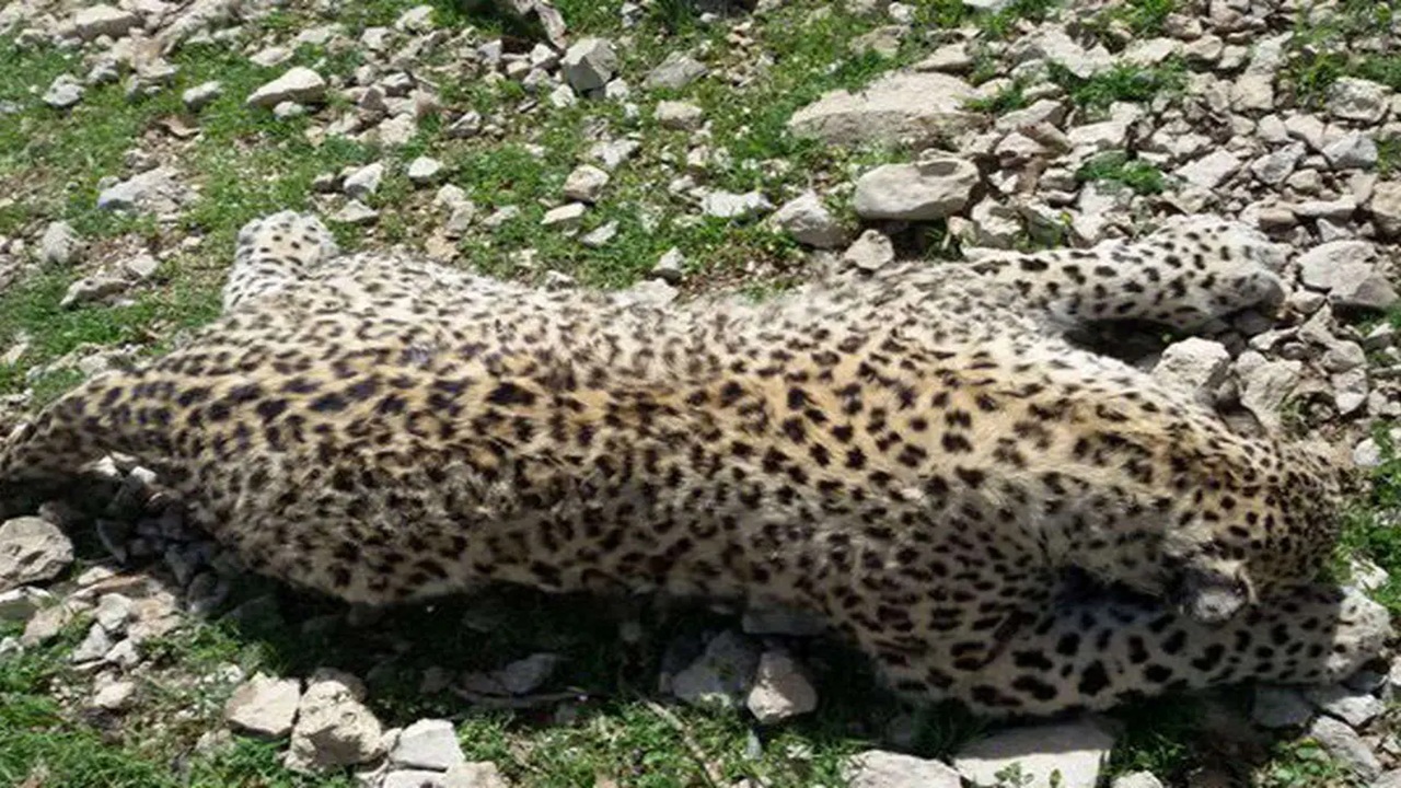 تلف شدن پلنگ پنج‌ساله در ارتفاعات عباس‌آباد نایین؛ نشانه‌ای از دخالت انسانی دیده نشد