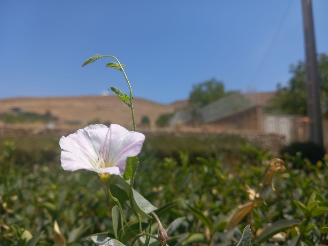 رویش پیچک صحرایی در دشت‌های لارستان