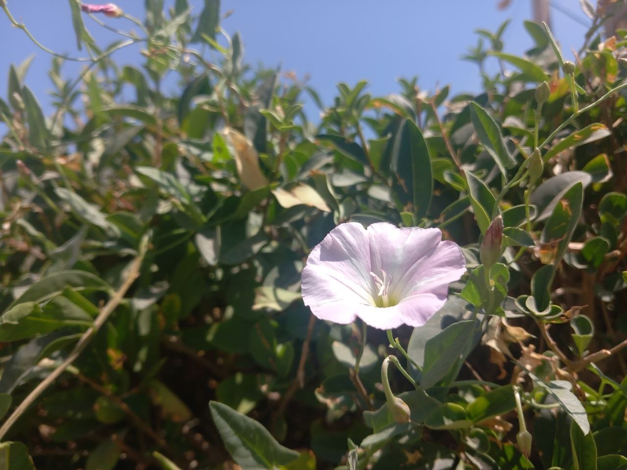 گل‌های پیچک صحرایی در طبیعت لارستان