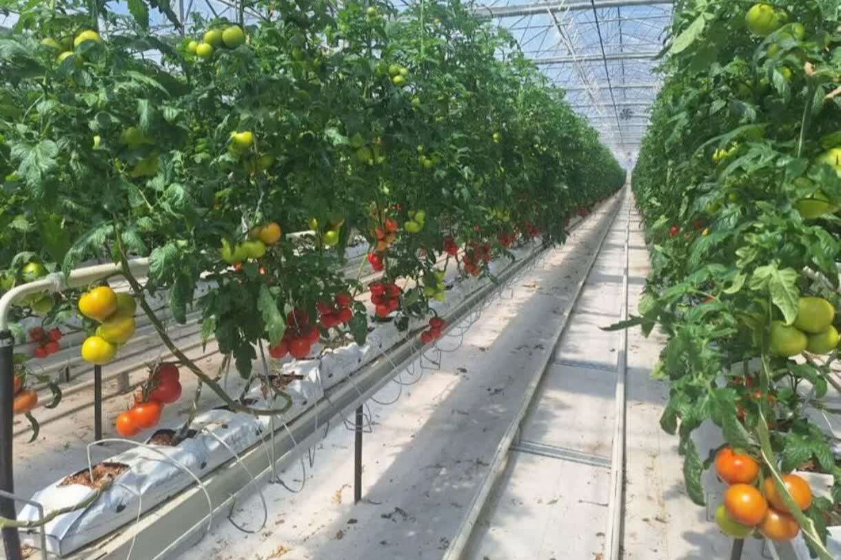 قطب گلخانه‌ای ایران در جنوب کرمان؛ تولید ۵.۵ میلیون تن محصول و ظرفیت رشد ۵ برابری درآمد