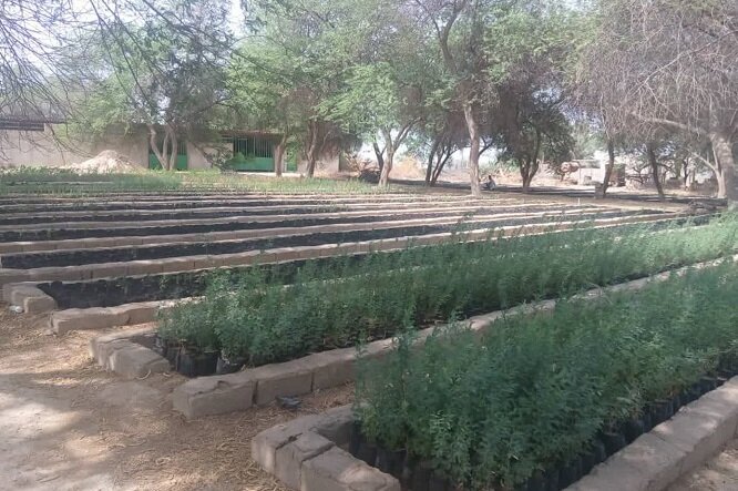 بوشهر پرچمدار عرصه منابع طبیعی و آبخیزداری کشور/ تأکید بر مشارکت مردمی در کاشت یک میلیارد درخت