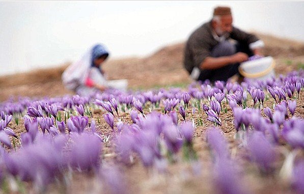 گیاهان دارویی اصفهان؛ عبور سطح زیرکشت از ۱۰ هزار هکتار و چالش صنایع فرآوری
