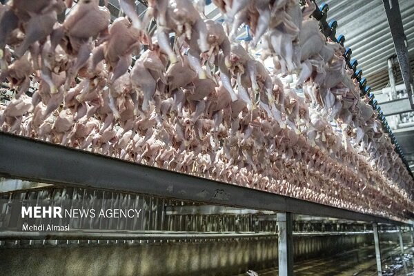 گوشت مرغ در انتظار نخستین محموله صادراتی؛ مرغداران: مزیت قیمتی نداریم