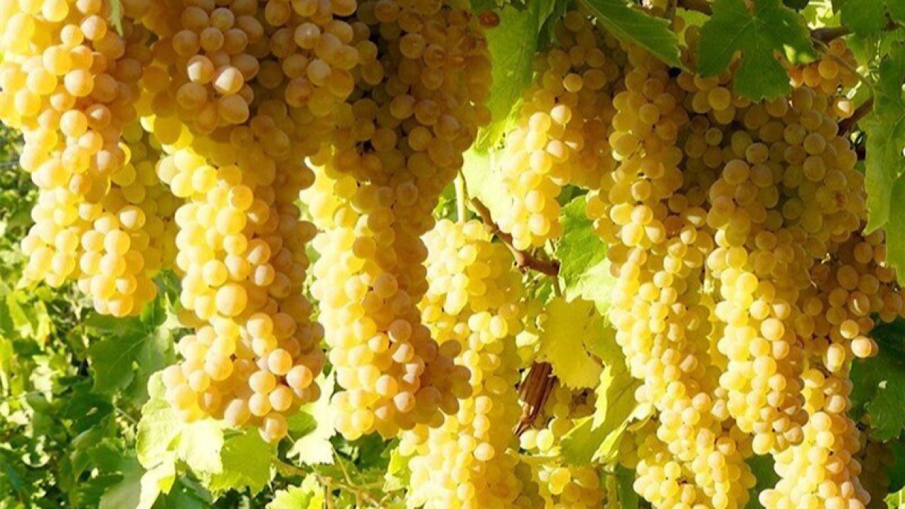 یاقوت‌های محمدآباد؛ گوهر تاکستان‌های زیرکوه در فصل برداشت