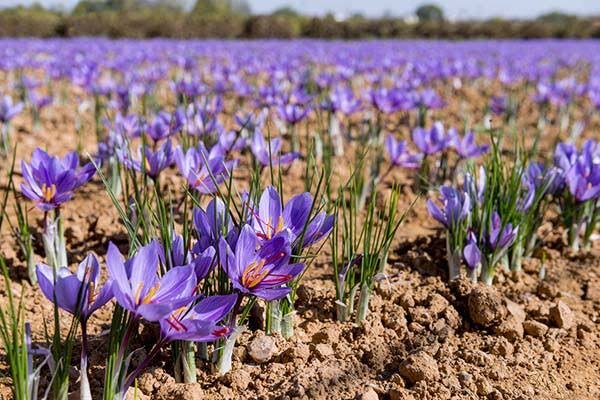 توسعه کشت زعفران در بهشهر؛ رسیدن سطح زیرکشت به ۷۰ هکتار