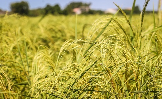 چشم‌انداز تابستانی روستاهای انزلی