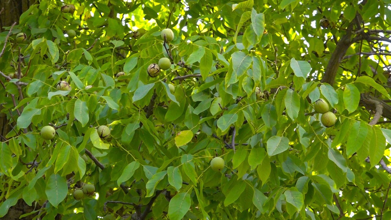 باغ‌های گردوی روستای جغدان؛ تماشای زیبایی تابستان در چهارمحال و بختیاری