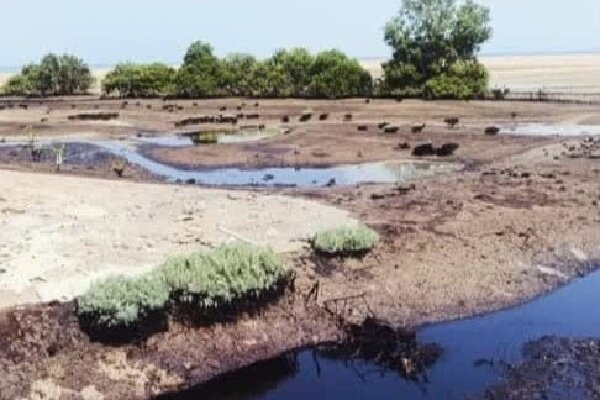 آلودگی نفتی جنگل‌های حرای قشم؛ بررسی میدانی و عملیات پاکسازی آغاز شد