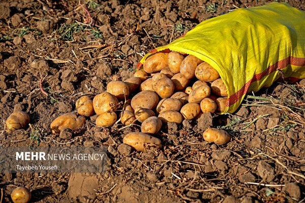 چشم‌انداز برداشت ۸۴۰ هزار تُن سیب‌زمینی از مزارع همدان