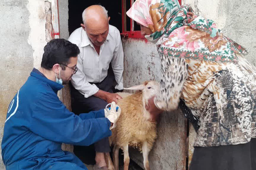 ۴ میلیون و ۴۲۰ هزار نوبت واکسیناسیون دامی در آذربایجان شرقی انجام شد