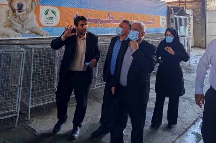 مدیرکل محیط زیست کردستان: ساماندهی سگ‌های بلاصاحب سنندج به برنامه جامع و علمی نیاز دارد