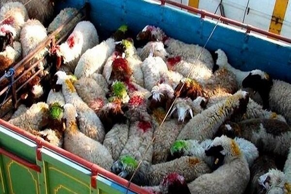 نقشه قاچاقچیان دام در مرزهای آذربایجان غربی خنثی شد؛ ۲۷۱ رأس گوسفند پیش از خروج کشف شد