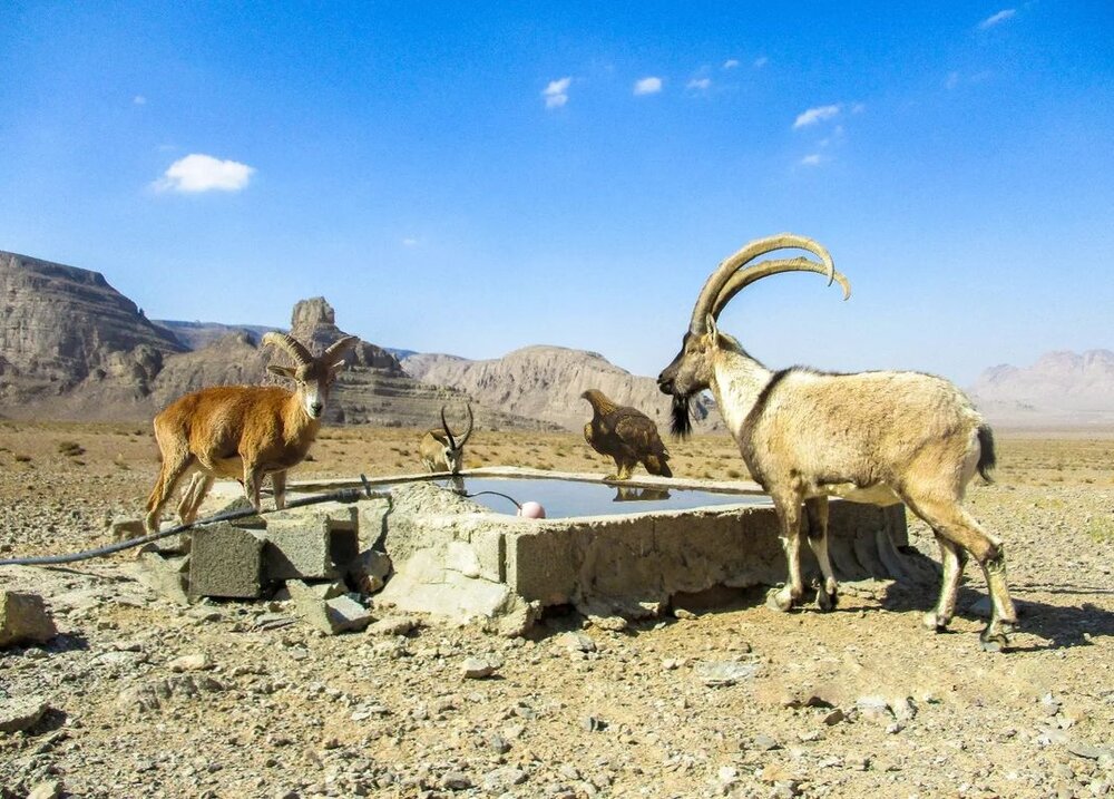 اهدای محموله آب توقیف‌شده به آبشخورهای حیات وحش کلاه قاضی اصفهان