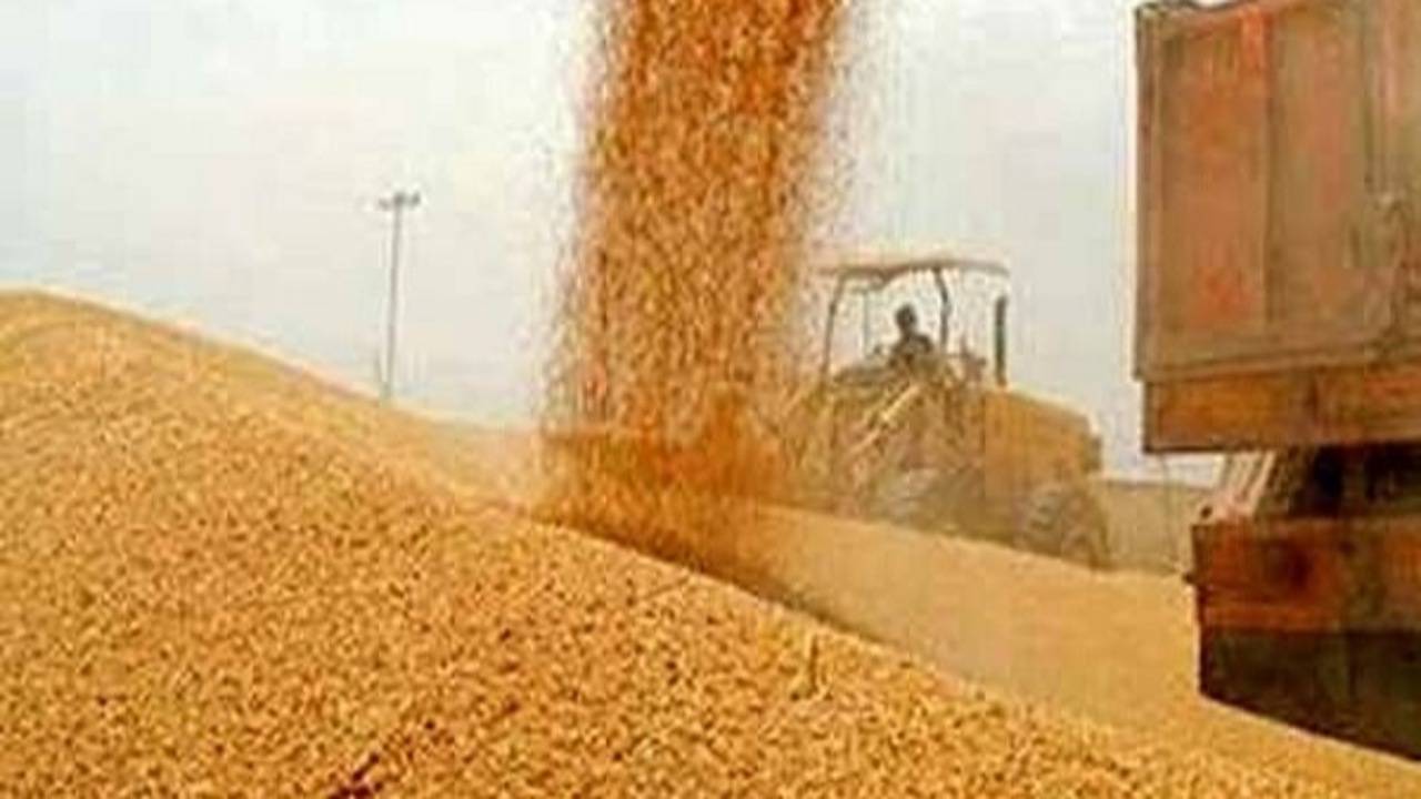 رکوردشکنی خرید تضمینی گندم در کردستان؛ بیجار بیشترین سهم را داشت
