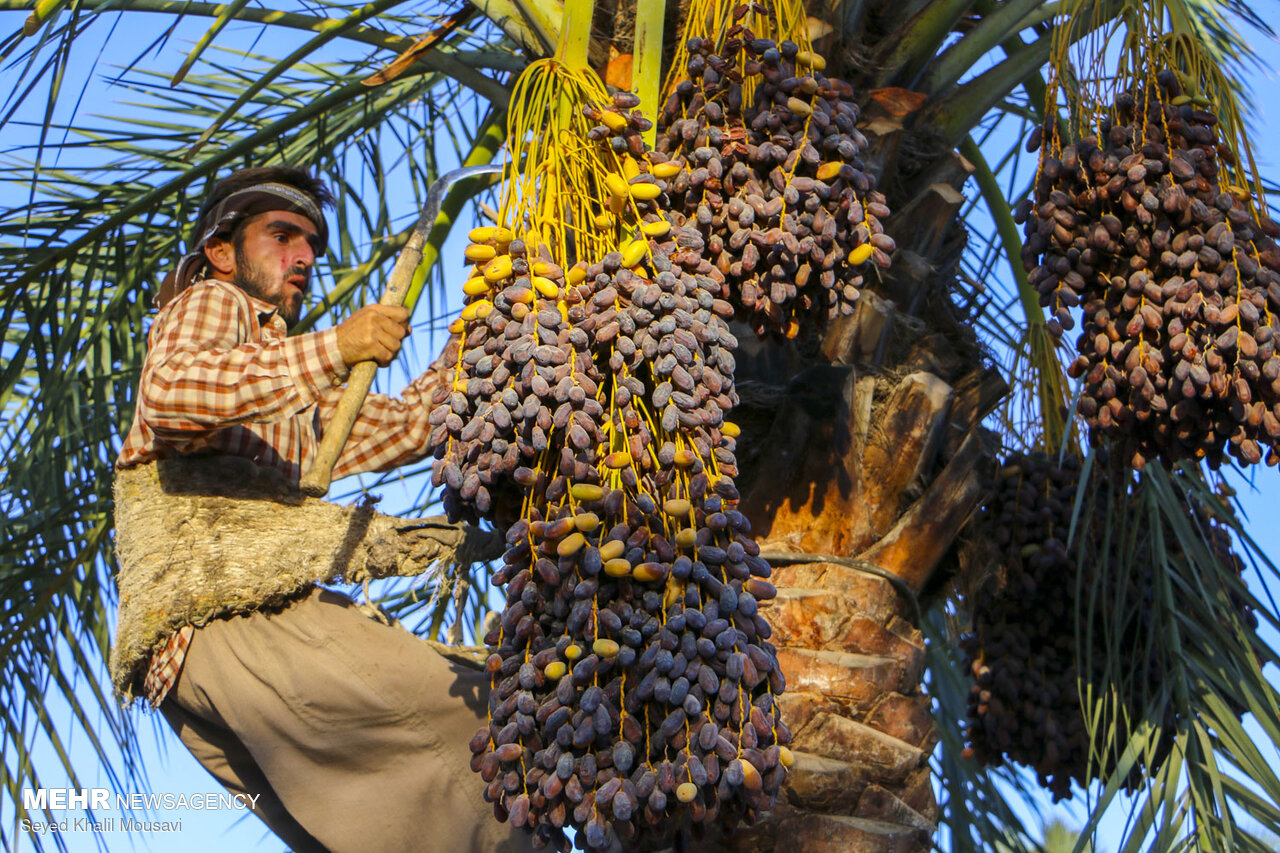 نهایی شدن قیمت خرید خرمای استعمران خوزستان؛ ابلاغ رسمی از دوشنبه