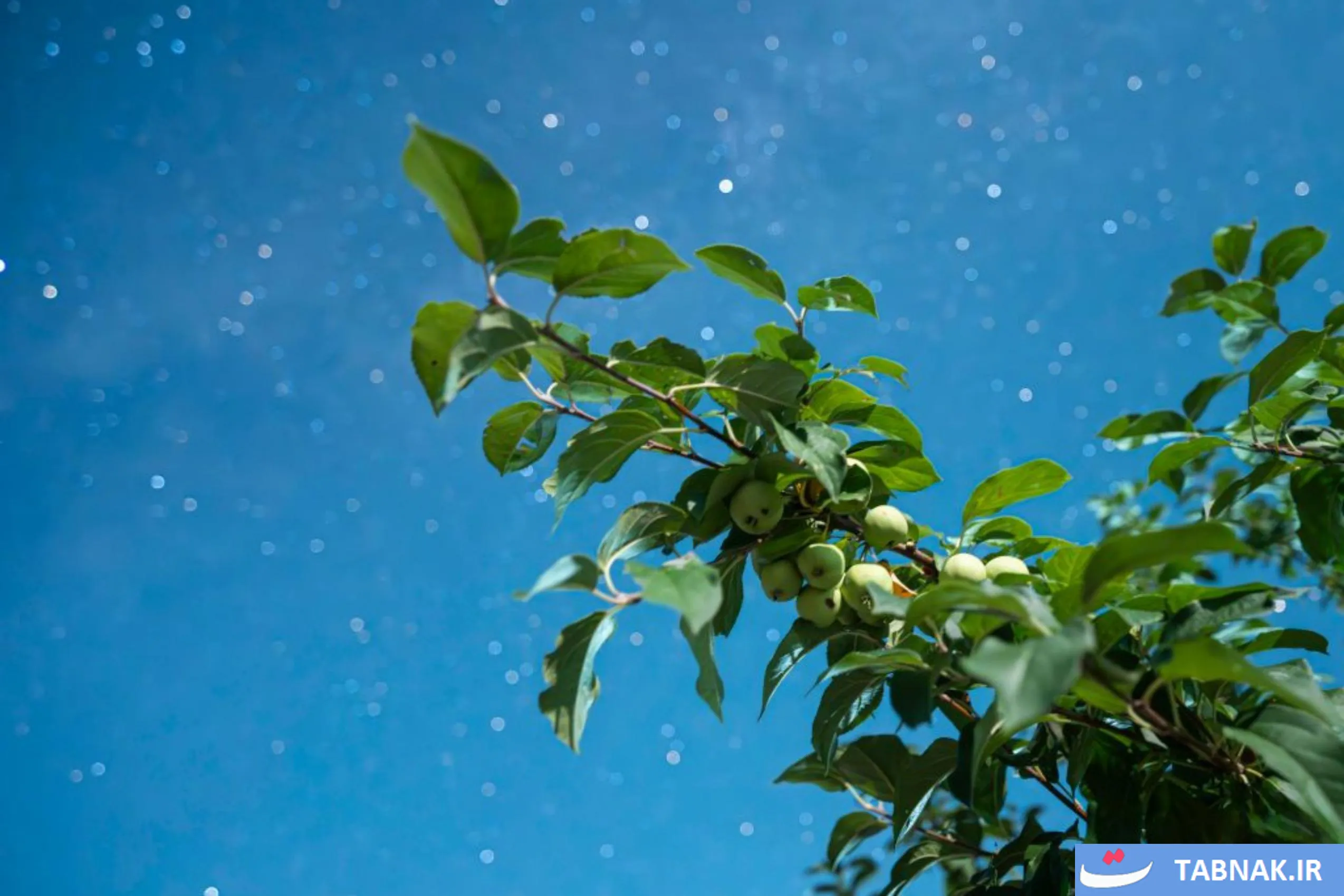 آسمان شب بر فراز مزارع کشاورزی هیلونگ‌جیانگ