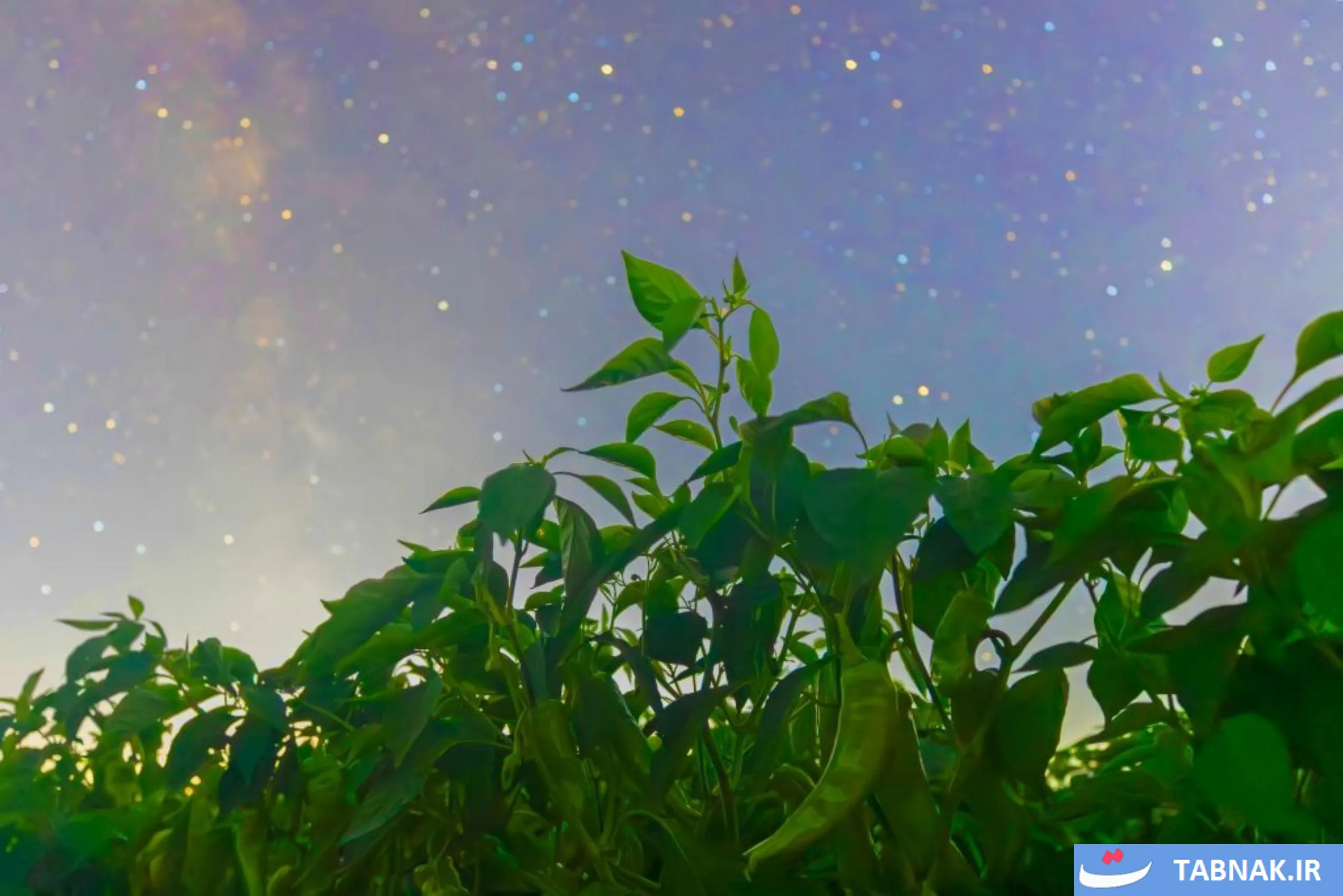 تصویر نجومی از مزارع چین