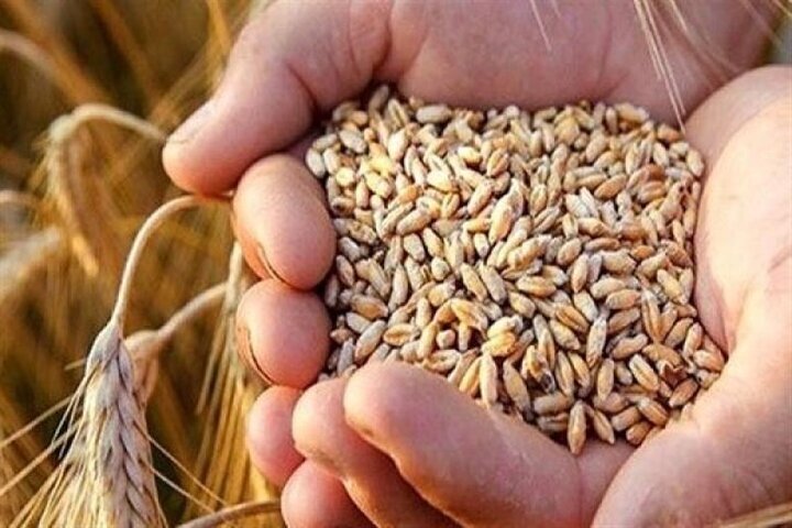 دبیر انجمن غلات: کمبودی در تأمین کالاهای اساسی وجود ندارد و برخی اقلام مازاد هستند