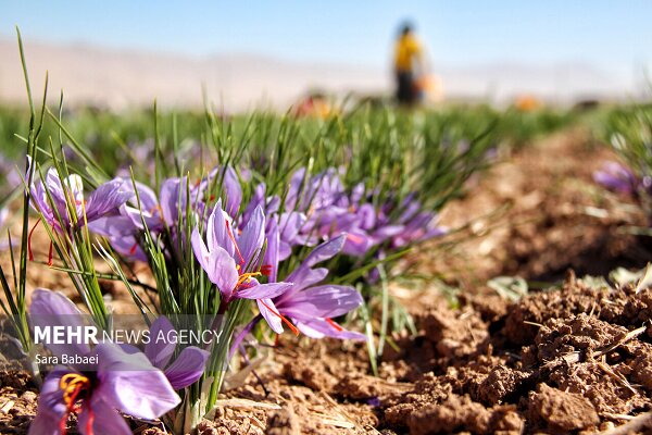 کشت زعفران در سرزمین نخلستان‌های خوزستان؛ تلاش برای تنوع‌بخشی به تولیدات کشاورزی