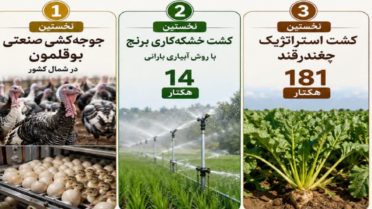 تولید نخستین جوجه بوقلمون صنعتی شمال کشور در مازندران + کشت برنج با آبیاری بارانی