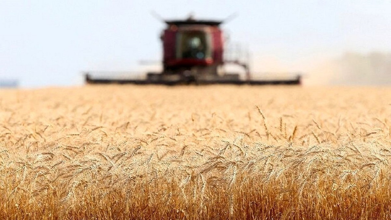 تأخیر چندماهه در پرداخت مطالبات گندمکاران، تهدیدی جدی برای کشت پاییزه
